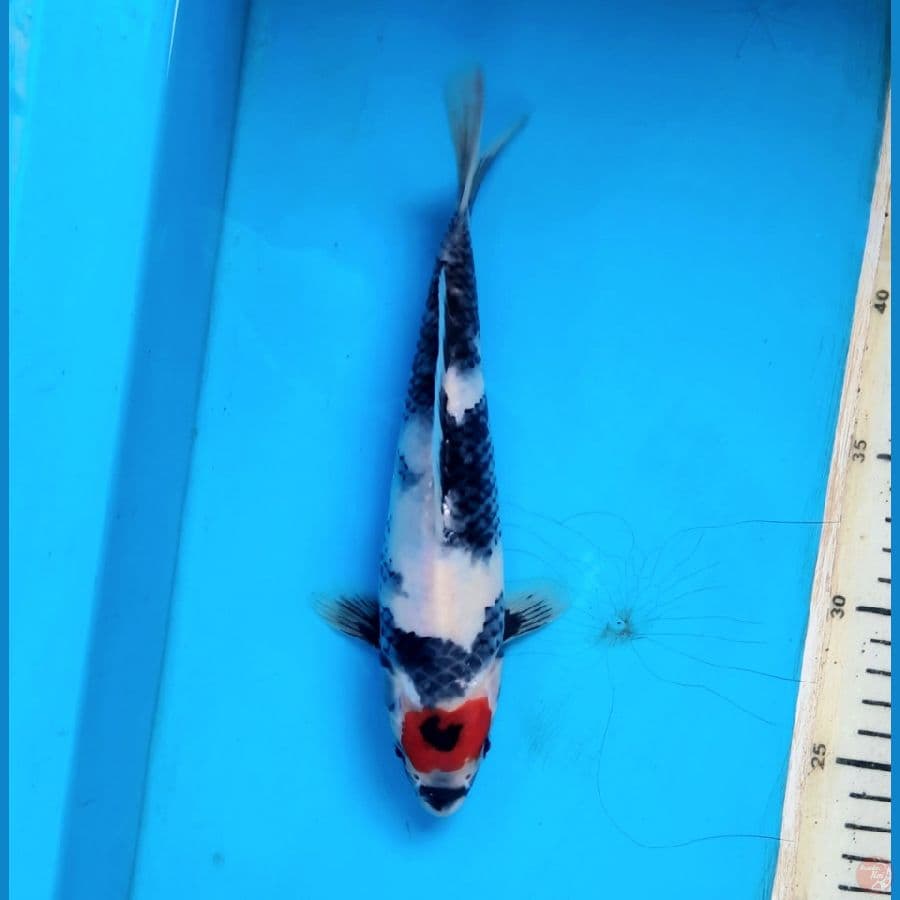 Tancho showa ori 23cm