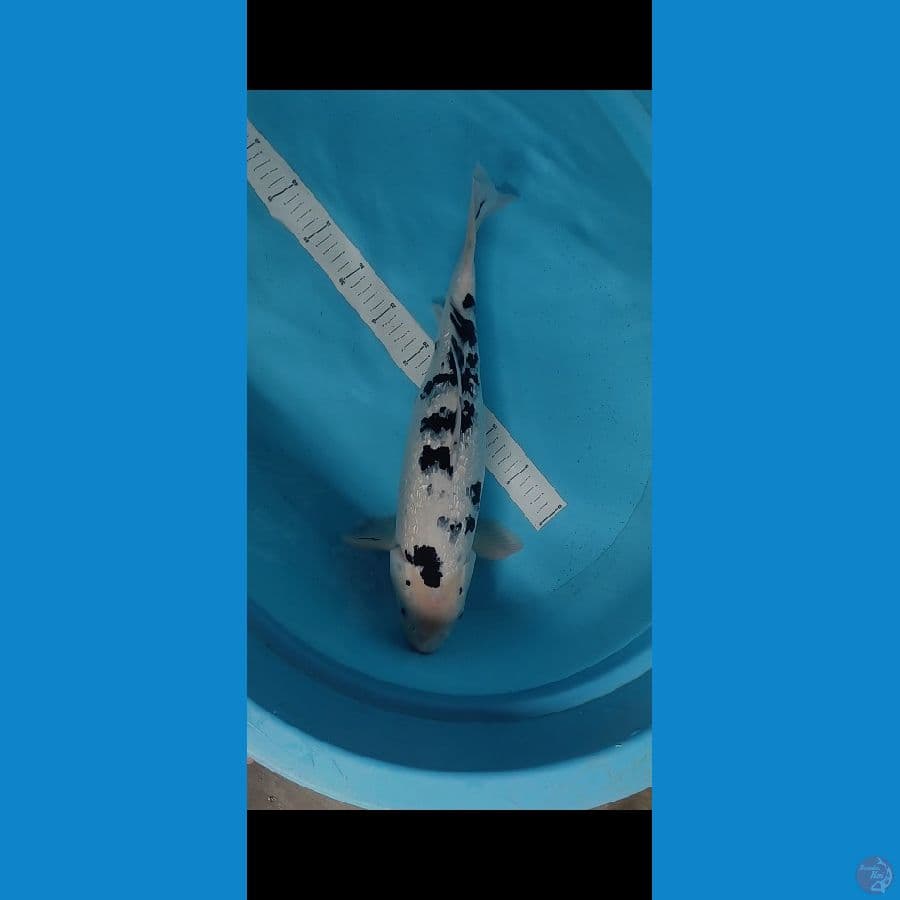 BEKKO GINRIN 42CM FEMALE
