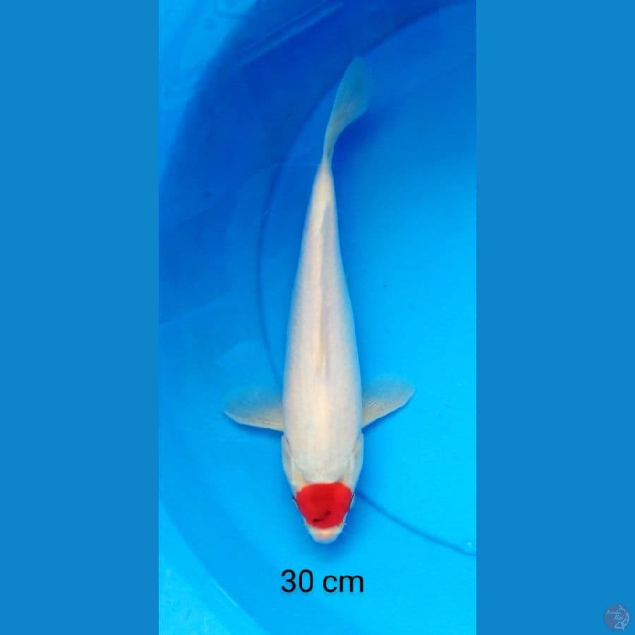 tancho 30 cm