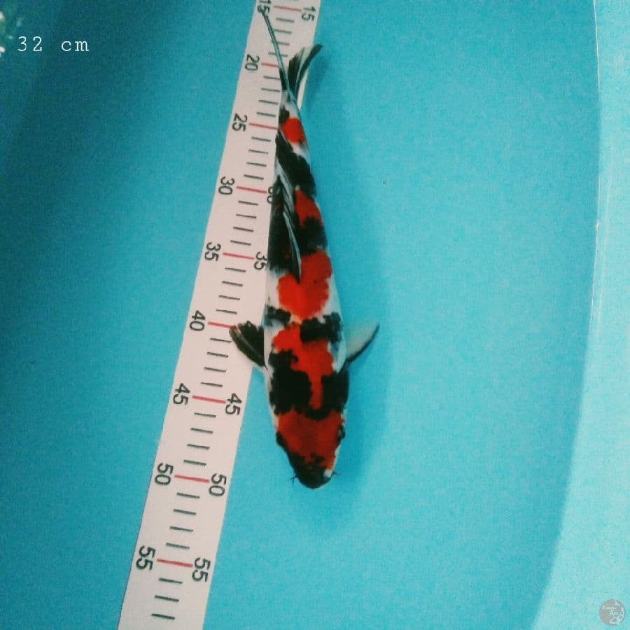 Maruten showa 32 cm cutring