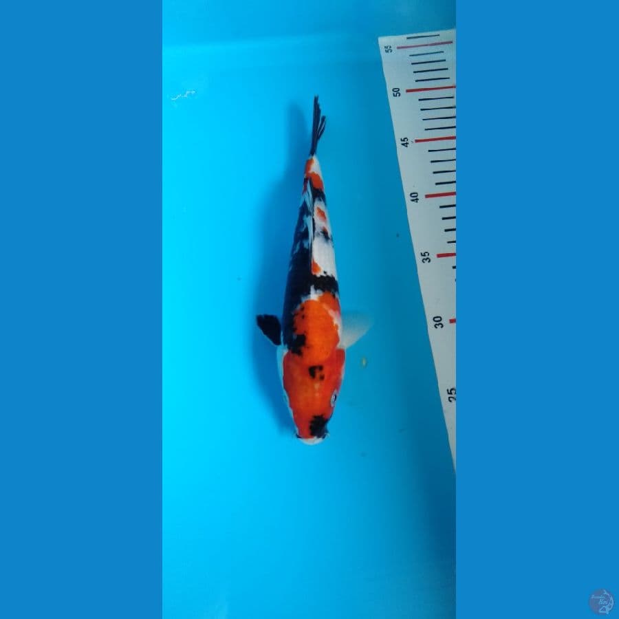 showa sansoku 25bu