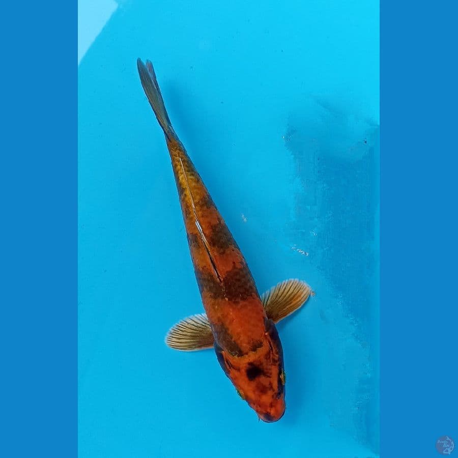 kin hi utsuri 23cm