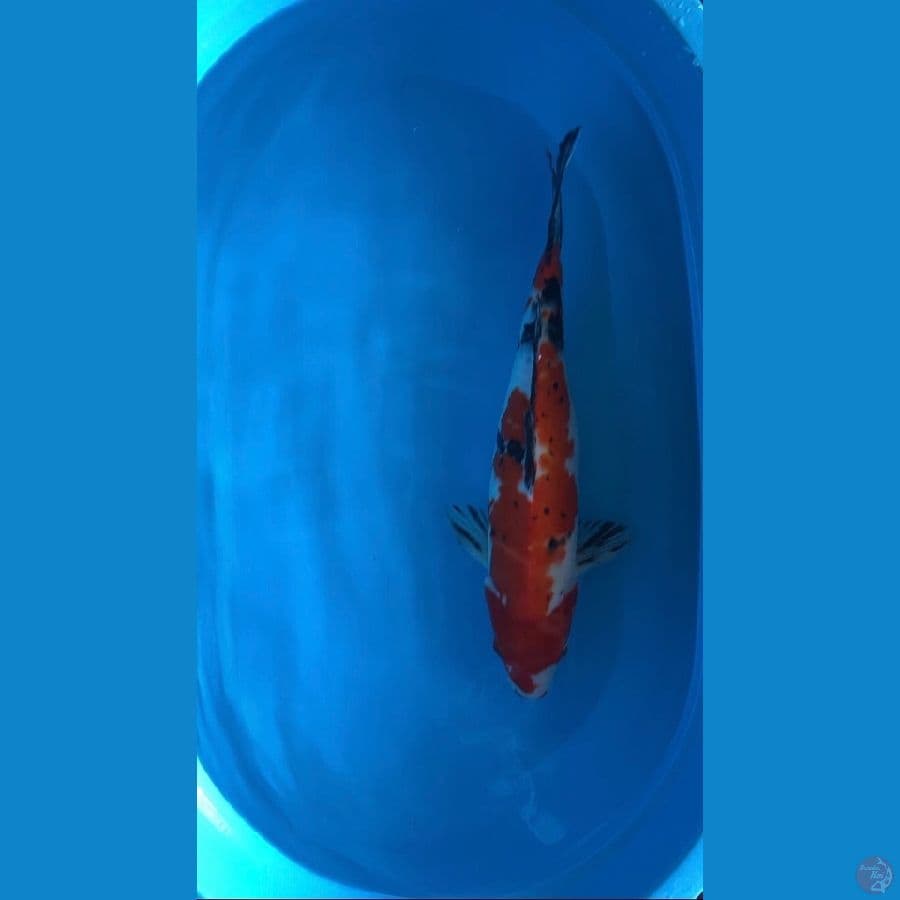 50bu sanke rawatan kolam filter pribadi