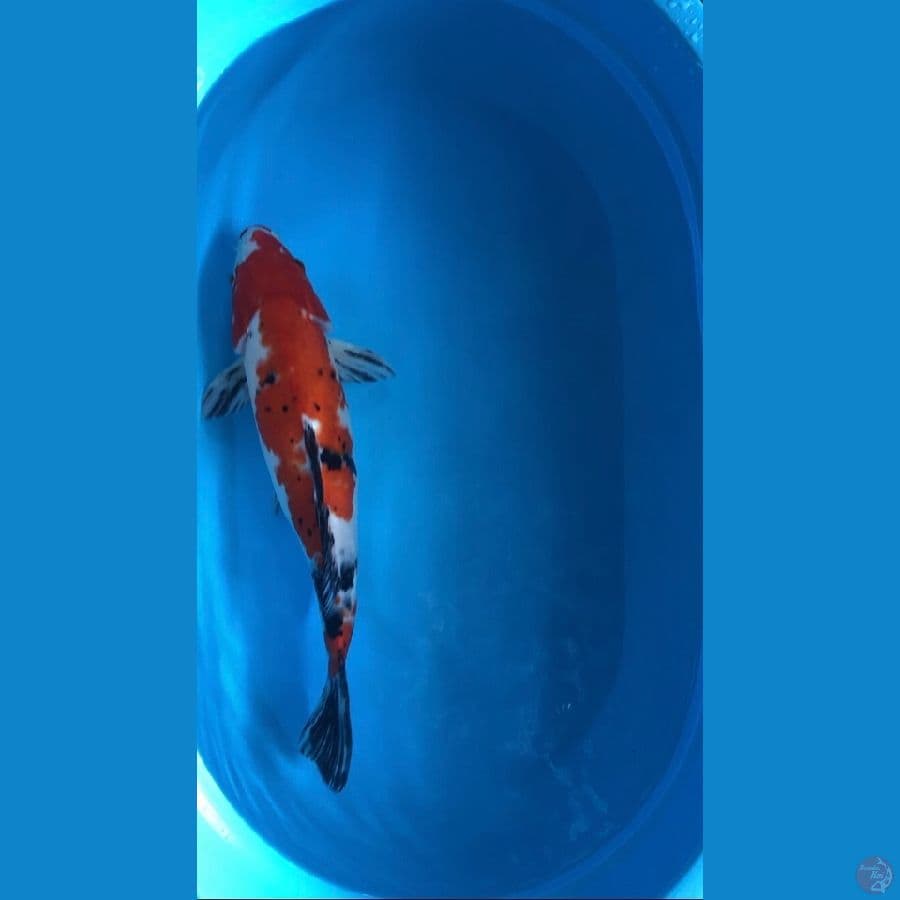 50bu sanke rawatan kolam filter pribadi