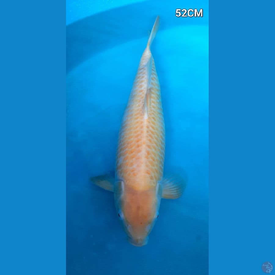 Karasi sisik jagung 52cm