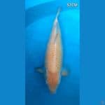 Karasi sisik jagung 52cm