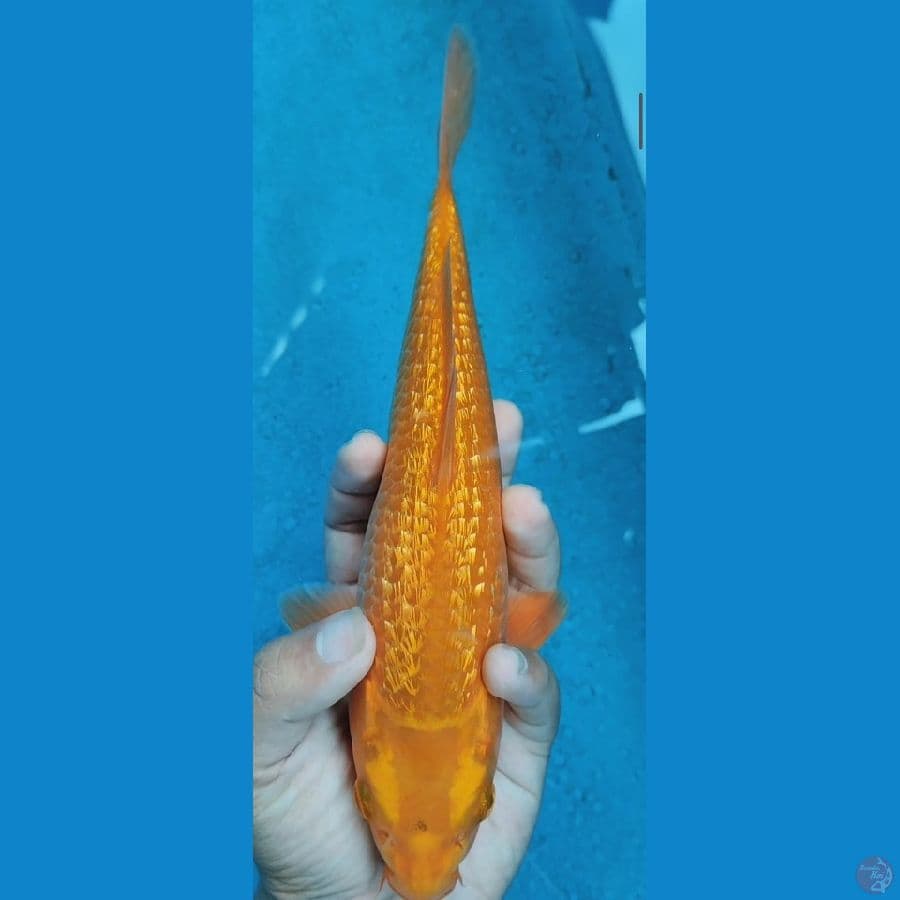 chagoi caramel ginrin