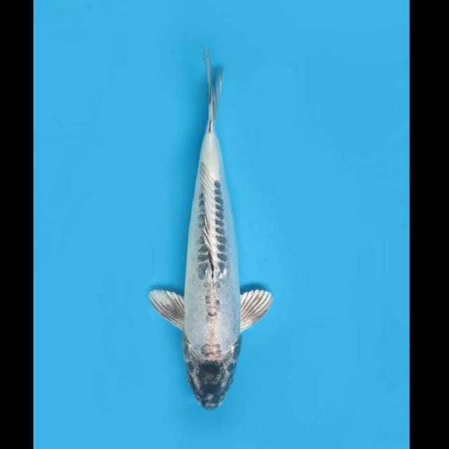 27cm - F1 Kinkikoryu Putih