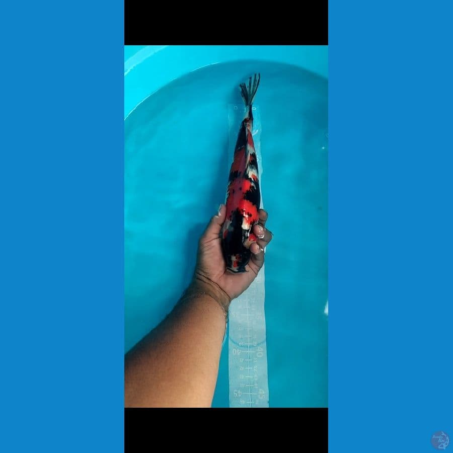 Showa 35cm metir Strong