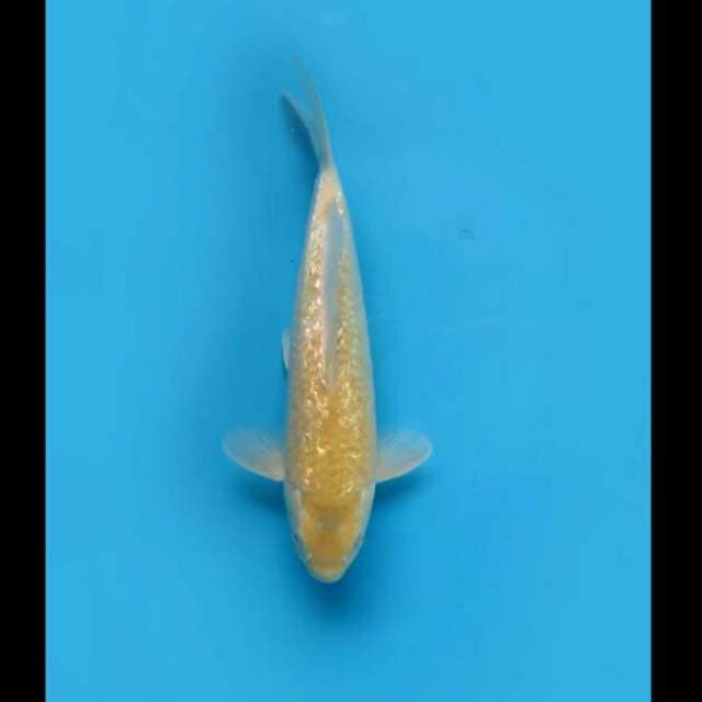 30cm - Karasi Full Ginrin