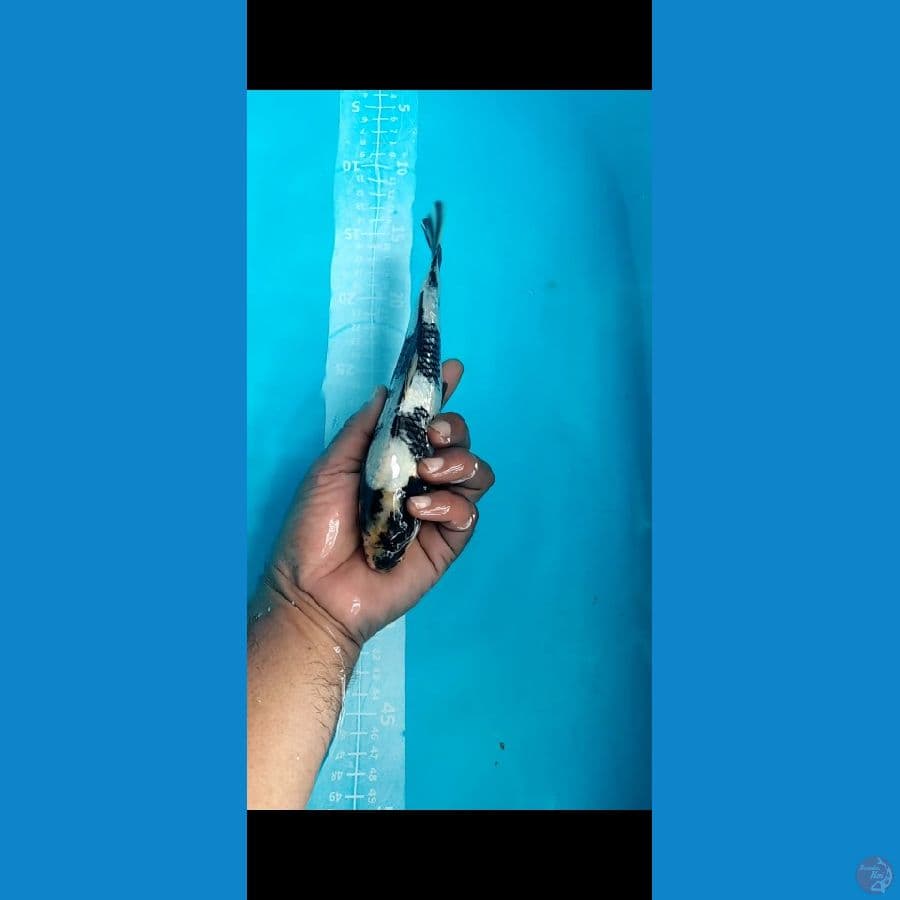 SHIRO Ginrin Jantan 23cm
