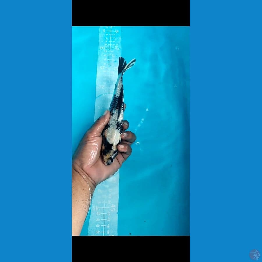 SHIRO Ginrin Jantan 23cm