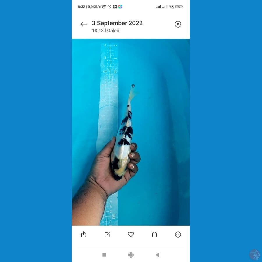 DOITSU Shiro Skin Bersih Pekat 25cm