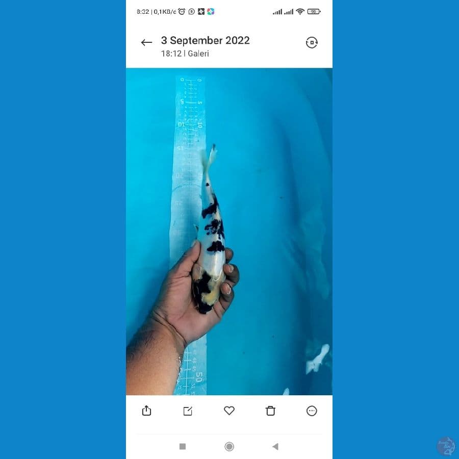 DOITSU Shiro Skin Bersih Pekat 25cm