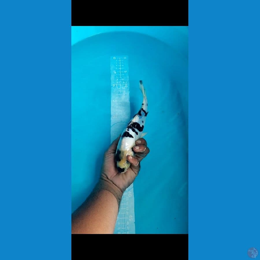 DOITSU Shiro Skin Bersih Pekat 25cm