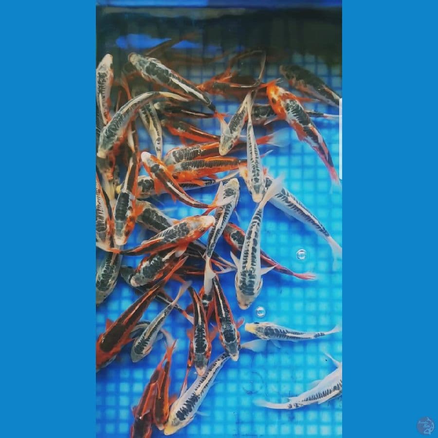 shusui 10-17cm 50 ekor
