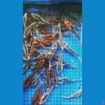 shusui 10-17cm 50 ekor