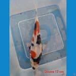 Showa 17 cm Bahan Cakep