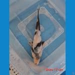 Bahan shiro 17 cm