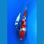 Sanke SQ 34cm