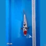 Tancho sanke 29 cm