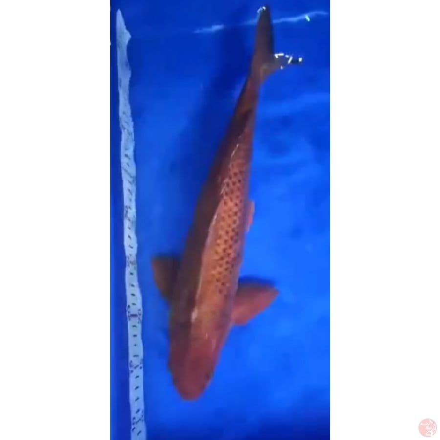 cagoi tembaga
