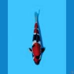 Hoky# Showa Sanshoku 33cm