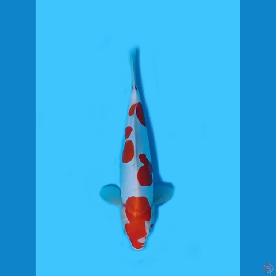 Hoky# Kohaku Doitsu murni 31cm