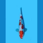 Hoky# Kohaku Doitsu murni 31cm