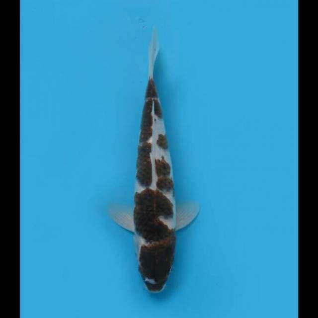 35cm - F1 Goromo Ori Pola Naga 