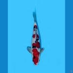 Hoky# Taisho Sankse 33cm