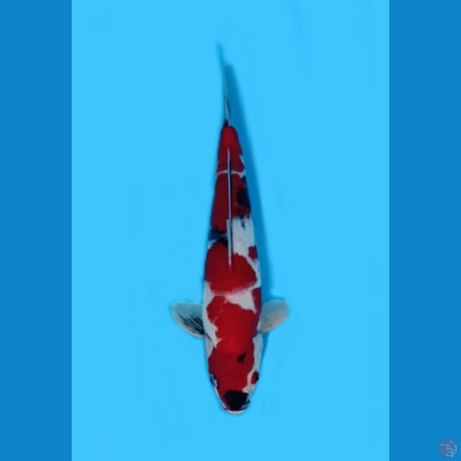 Hoky# Showa Sanshoku 37cm