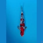 Hoky 2 # Taisho Sanke 33cm