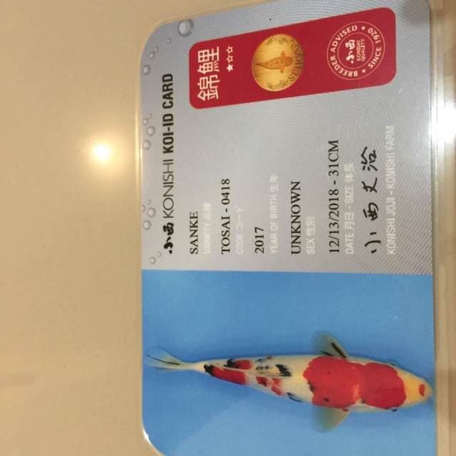 Hq Sanke Konishi 31 cm Serti
