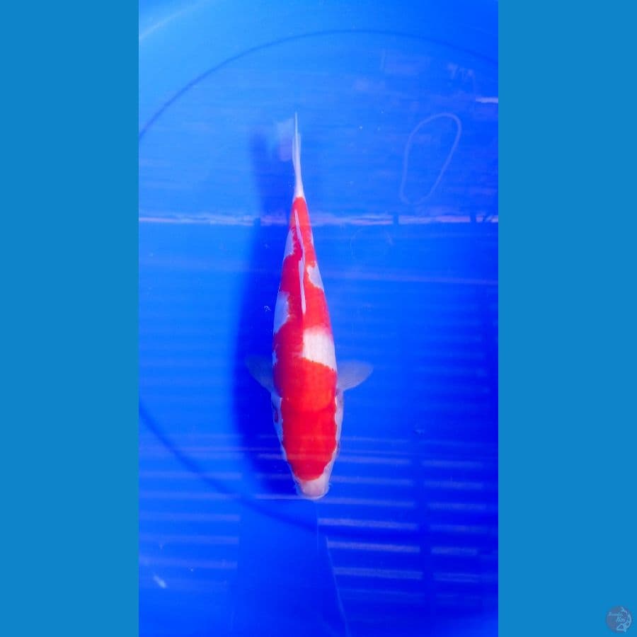 M28Cm