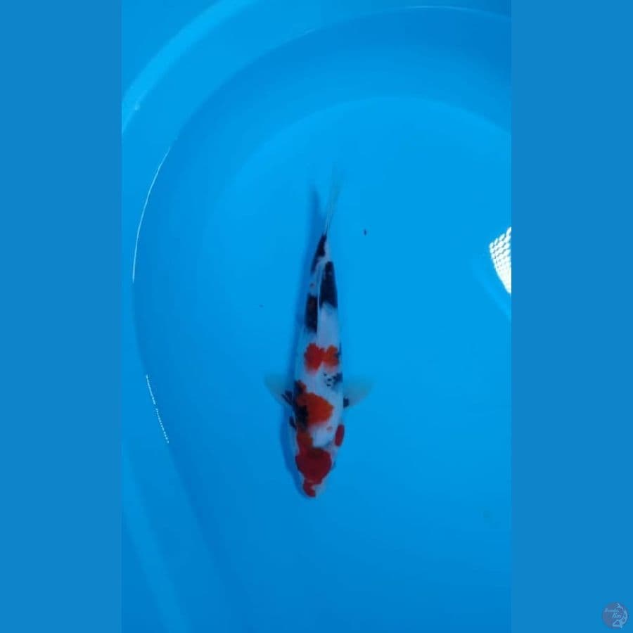 kindai showa sz 27cm
