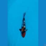 showa ginrin sz 21cm