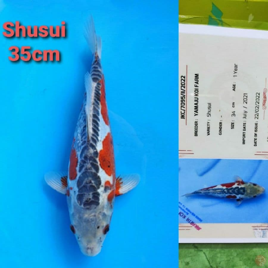 YAMAJYU SHUSUI 35CM SERTI