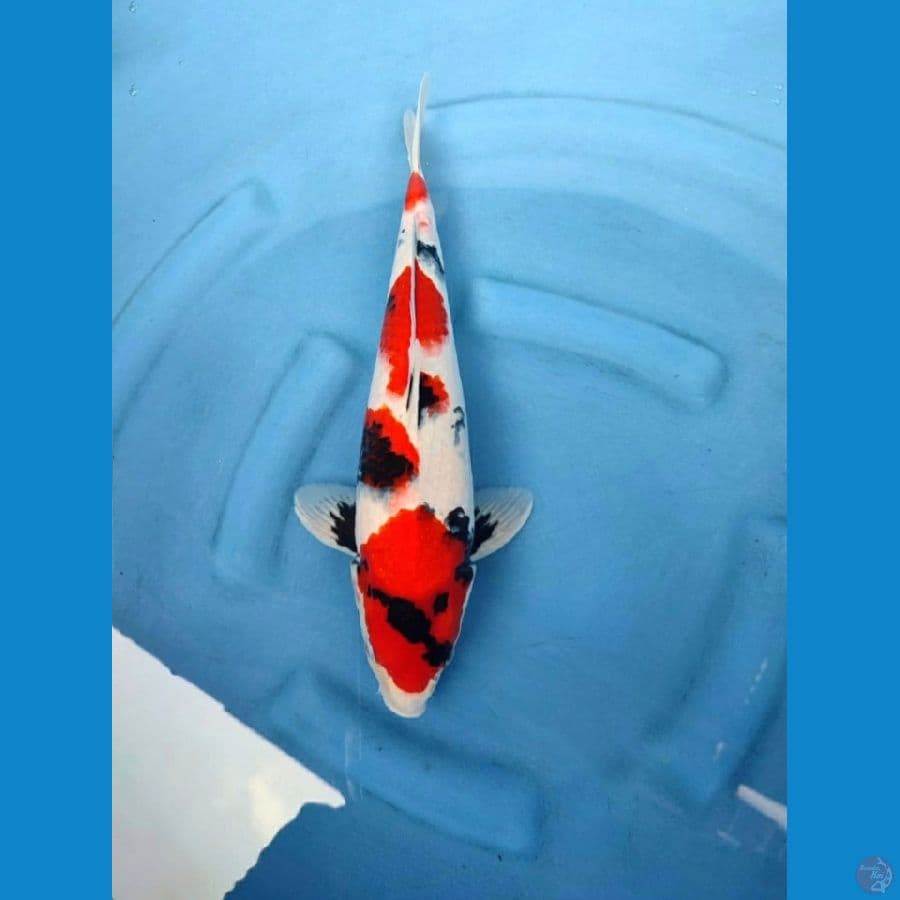 showa male 40cm good skin 