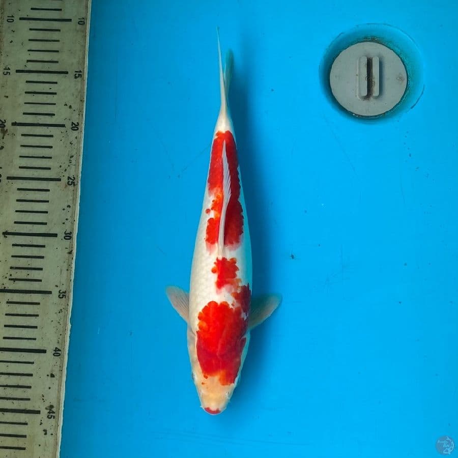 kohaku F 32cm