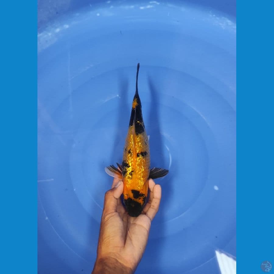 28 CM ~ KI UTSURI 