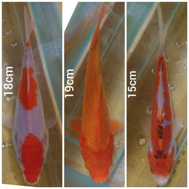 3 in 1 ( kohaku, benigoi, doits kujaku)