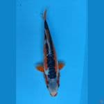 SHUSUI 31Cm 