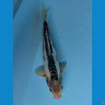 SHUSUI 30Cm 