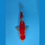 MARUTEN SANKE 31Cm 