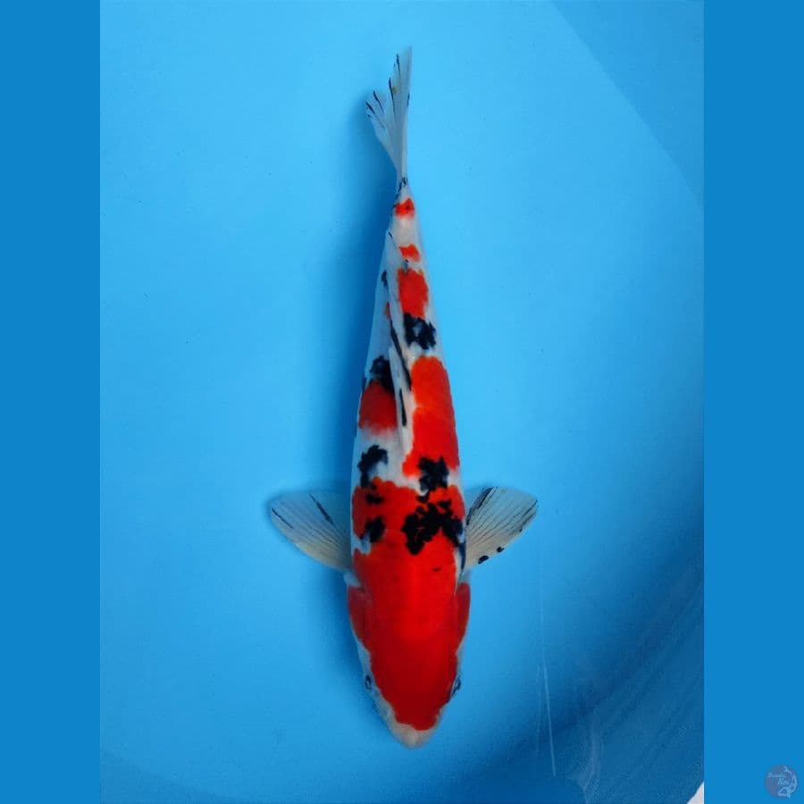 TAISHO SANSOKU 31Cm 