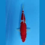 KOHAKU 33Cm 