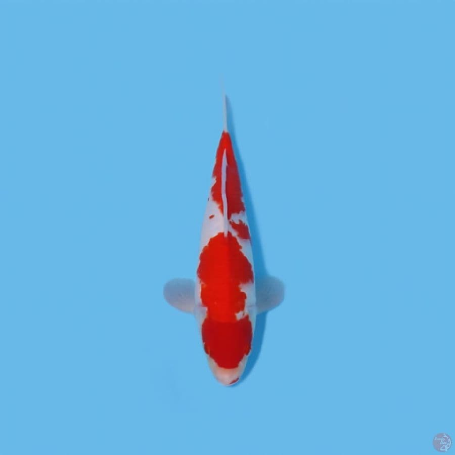 KOHAKU NIDAN HQ 30 CM - MALE 