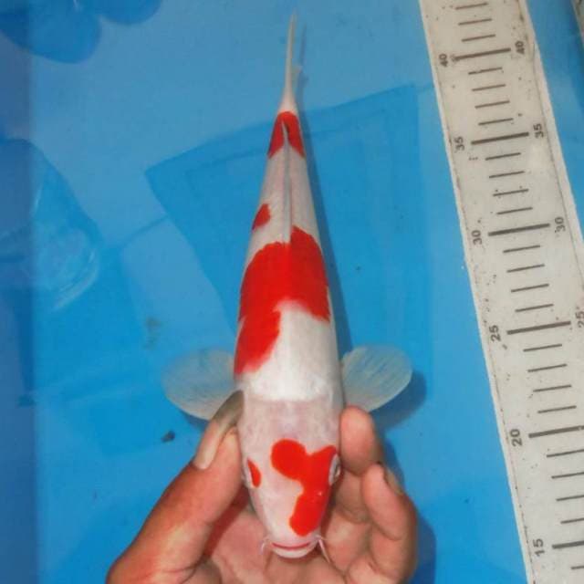 KOHAKU MERONA