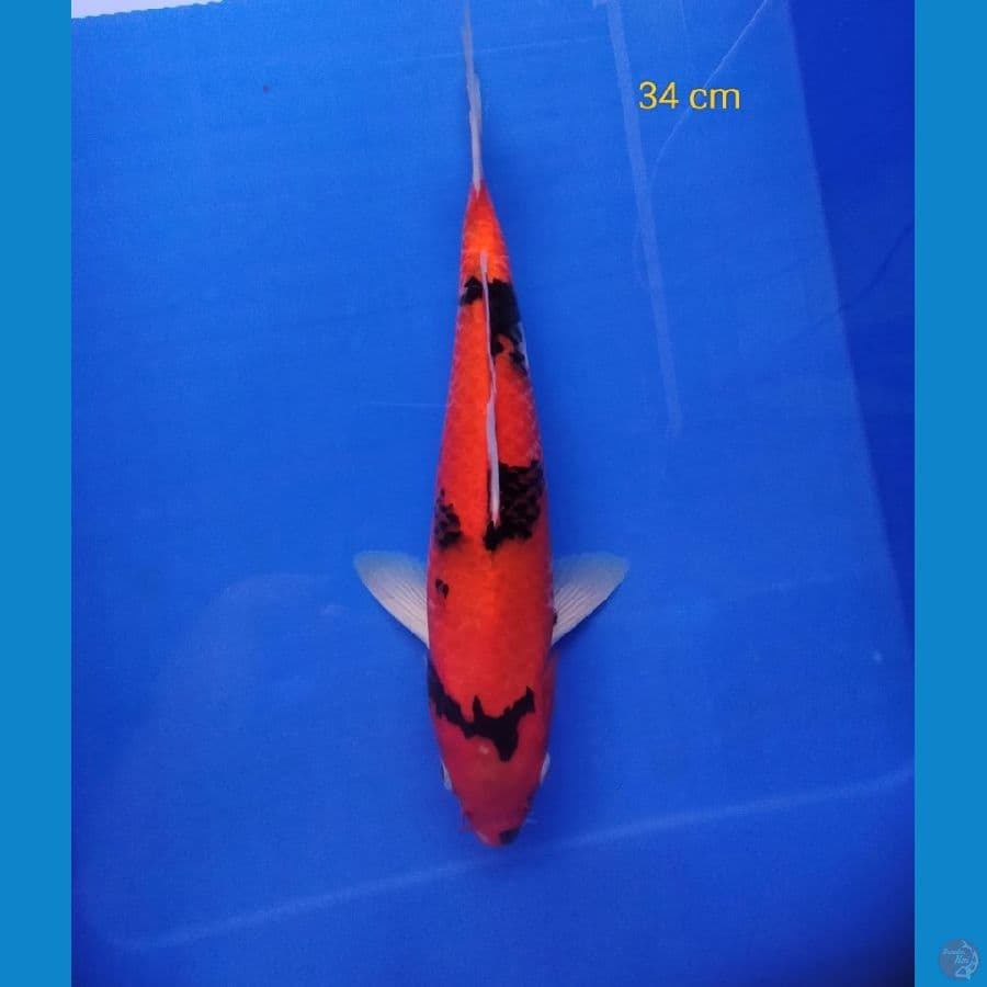 hi showa 34 cm